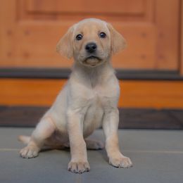 Boy 1 - Yellow male Labrador Retriever puppy in Oxford, Connecticut from Woodland Kennel