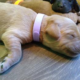 Labradoodle Puppies from Sakura Pups