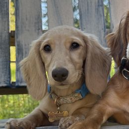 Dachshunds and Miniature Australian Shepherds from Kelsey Humphrey