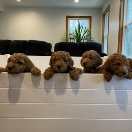 Poodle Puppies from Shamrock’s Poodles