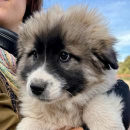 Velvet- yellow - Badger female Colorado Mountain Dog puppy in Cotopaxi, Colorado from Once Upon A Moose (OUM)