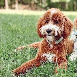 Louis - Poodle