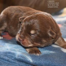 Callan - Red tri male Miniature Australian Shepherd puppy in Patterson, North Carolina from DreamLine Aussies