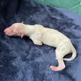 Randal - Cream male Borzoi puppy in Clinton, Tennessee from Ivanhoe Borzoi