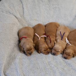Sage - Golden female Golden Retriever puppy in Payette, Idaho from Stonewick Retrievers