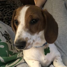 Snickers  - Dachshund