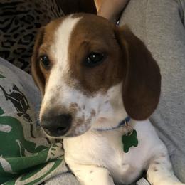 Snickers  - Dachshund