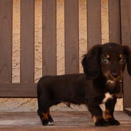 Socks - Black and tan male Dachshund puppy in Surprise, Arizona from Molina Family Farms