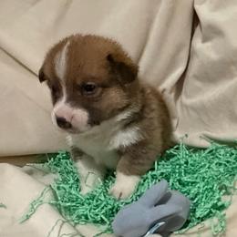 Omega - Red male Pembroke Welsh Corgi puppy in Magnolia, Texas from Wiggle Ranch Corgis