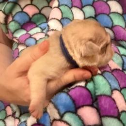 Purple collar - Cream female Pug puppy in Deer Park, Texas from Butler Pugs and Frenchies