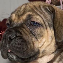 Girl 2 - Boerboel puppy from Brickhouse Boerboels