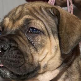 Girl 2 - Boerboel puppy from Brickhouse Boerboels
