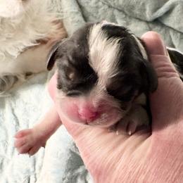AKC Flashy Tricolor Girl - Tri-color female Cavalier King Charles Spaniel puppy in Louisville, Kentucky from Ali-Mae Cavaliers