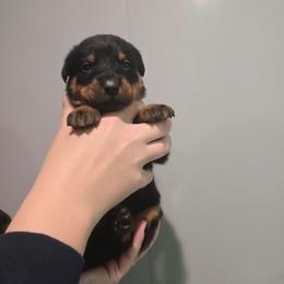 Light blue - Black and rust female Beauceron puppy in Batavia, New York from Oakland Beaucerons