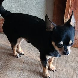 DIESEL - Chihuahua