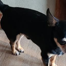 DIESEL - Chihuahua