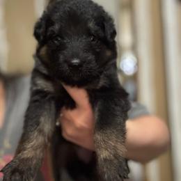 Skye - Black and tan female German Shepherd puppy in Barnhart, Missouri from Combat Creek German Shepherds