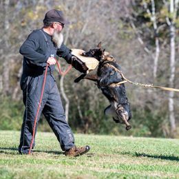 Tali - German Shepherd
