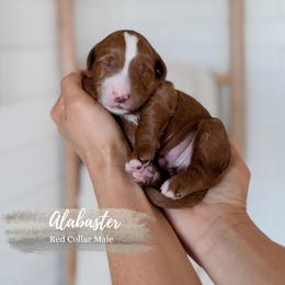 Alabaster - Red  male Goldendoodle puppy in Roanoke Rapids, North Carolina from Sweeter than Honey Doodles