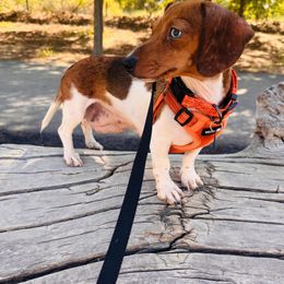 Ember - Dachshund