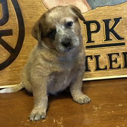L61-08 - Red speckled male Australian Cattle Dog puppy in Sheridan, Oregon from 6pk Cattledogs
