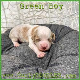 Green Boy - Parti male Goldendoodle puppy in Taneytown, Maryland from Curlydoodles
