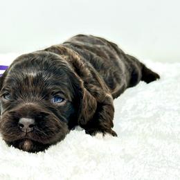 Purple collar girl - Brown and tan female Cockapoo puppy in Oologah, Oklahoma from Timber Hills Poodles and Doodles