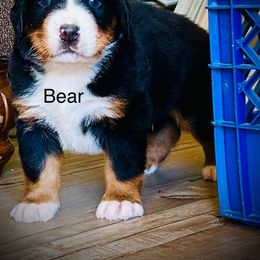 Bear OFA - male Bernese Mountain Dog puppy in Strasburg, Ohio from Lois Allison