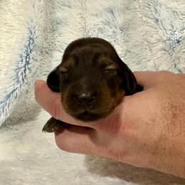 Shaded Red Male - Red male Dachshund puppy in Ozark, Alabama from Honey Hill Dachshunds