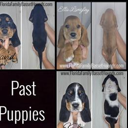 Basset Hounds from Florida Family Basset Hounds