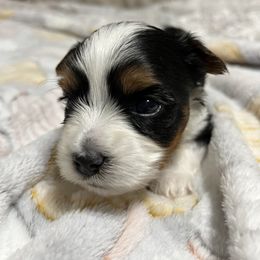 Biewer Terrier Puppies from Southern Star Biewers