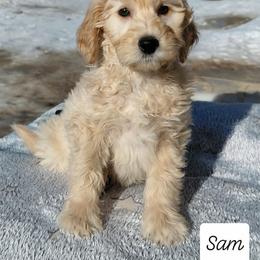 Sam - Cream male Goldendoodle puppy in Eau Claire, Wisconsin from Fisher River Doodle's