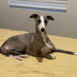 Diana - Whippet