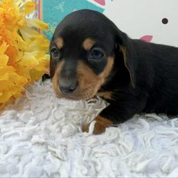 Rachel - Black and tan female Dachshund puppy in Colbert, Oklahoma from Brooke Crenshaw