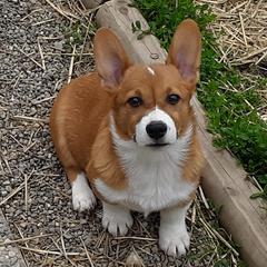 Pembroke Welsh Corgis from Greyforestkennels