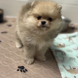 Emma - Cream sable female Pomeranian puppy in Newport Beach, California from Exotic City Pomeranians and chihuahuas