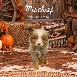 Mischief - Red merle male Miniature Australian Shepherd puppy in Oronogo, Missouri from Dutton's Show Me Farms