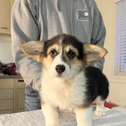 Pembroke Welsh Corgi Puppies from Blue Angel Kennels