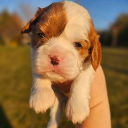 Mira - Blenheim female Cavalier King Charles Spaniel puppy in Highland, Utah from Furever Cavaliers