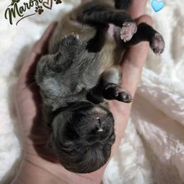 Oakley - Cream sable male Pomeranian puppy in Granby, Colorado from Marostica Paws