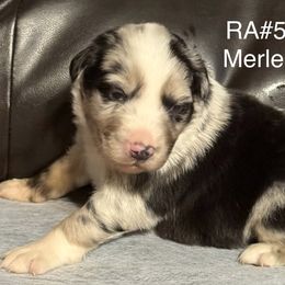 RA5 - Blue merle male Australian Shepherd puppy in Ada, Ohio from Windy Hill Aussies