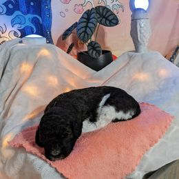 Poodle Puppies from Pantheon Poodles