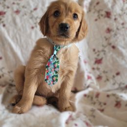 Golden Retriever Puppies from PDA Goldens