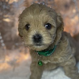 Boy 2 - Havapoo puppy in Tropic, Utah from Lady Paws-Kara