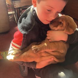 Labrador Retriever Puppies from Ritchie Road Labradors