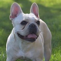 French Bulldogs from Alyssa Twichell's French Bulldogs