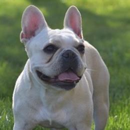 French Bulldogs from Alyssa Twichell's French Bulldogs
