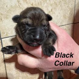 Black Collar - Sable female German Shepherd puppy in Willington, Connecticut from Wertvoll German Shepherds