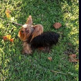 DaVinci - Yorkshire Terrier