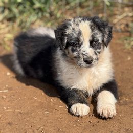 Sal - Blue merle Australian Shepherd puppy in Mineral Wells, Texas from A6 Australian Shepards